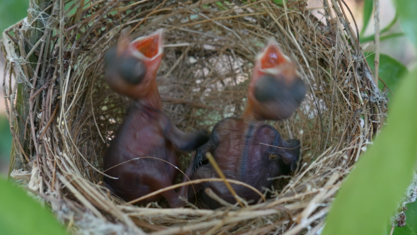 Baby Bird in Nest