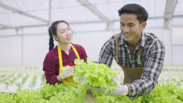 Hydroponics farm organic fresh harvested vegetables concept