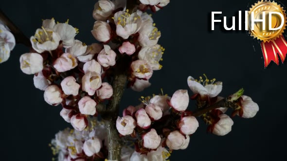 Apricot Flowers Bloom on a Black