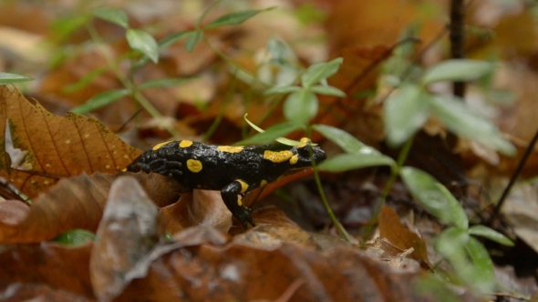Salamander In The Wild