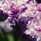 Lilac Flowers Background - VideoHive Item for Sale