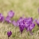Crocus Flowers Field - VideoHive Item for Sale