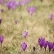Crocus Flowers Field - VideoHive Item for Sale