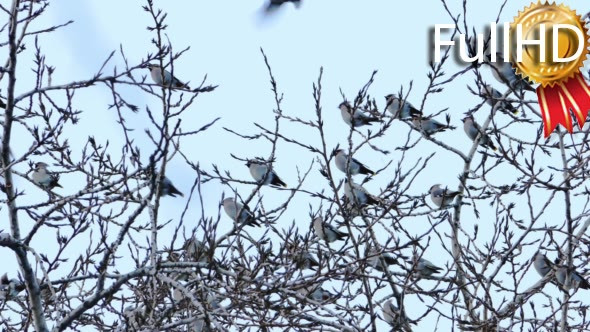 Bohemian Waxwing (Bombycilla Garrulus) Birds