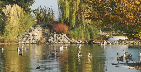 Birds Floating in Lake