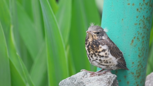 Nestling Thrush Fieldfare Sitting On a Stone