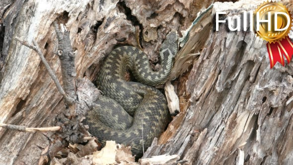 Viper (Vipera Berus) Poisonous Snake in a Dry