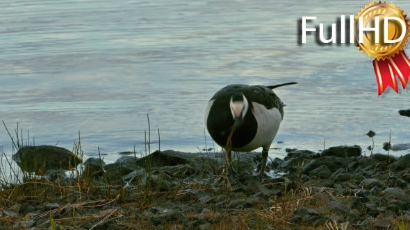 Wild Goose on a Lake Shore