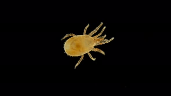 Mite Hypoaspis Miles Is a Predator, Inhabits the Upper Layers of the Soil