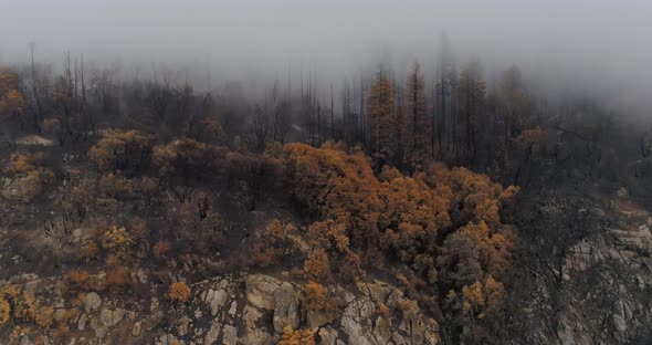 A High-terrain Area Dense with Dead Trees.