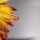 Macro Shot of Orange Flower with Water Drops on Light Background Dew Drops Falling on Flower Petals - VideoHive Item for Sale