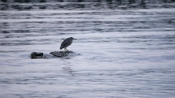 A heron is search for fish at the rock