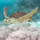 Animated Loggerhead sea turtle - 3DOcean Item for Sale