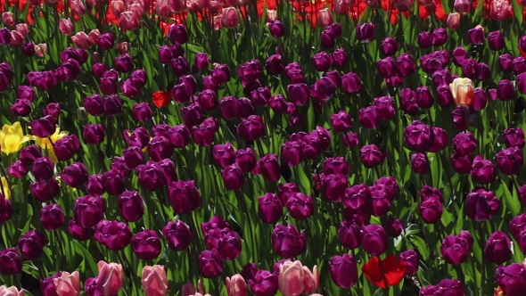 Field Of Pink And Purple  Tulips Blooming