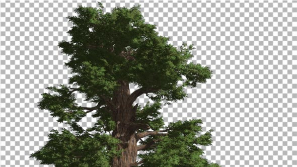 Western Juniper Top of Coniferous Evergreen Tree