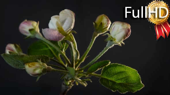 Apple Blossom Flowers