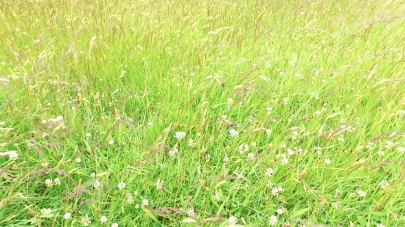 Clover And Grass Growing On Meadow Or Field 49
