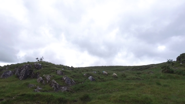 Sheep Grazing On Hills Of Connemara In Ireland 16