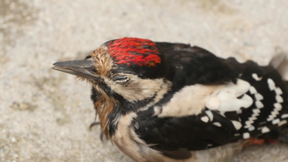 Great Spotted Woodpecker Sitting