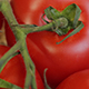 Tomato - VideoHive Item for Sale