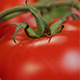 Tomatoes - VideoHive Item for Sale