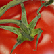 Tomato Plant - VideoHive Item for Sale