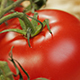 Tomato Fruit - VideoHive Item for Sale