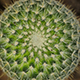 Cactus - VideoHive Item for Sale