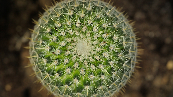 Cactus