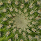 Green Cactus Plant - VideoHive Item for Sale