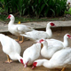 Ducks Eating Rice - VideoHive Item for Sale