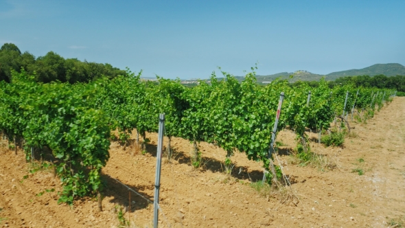 Vines Growing On a Vineyard In a Sunny Summer Day