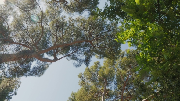 Pov Video Of Trees In The Park Lampposts - Steadicam Shot