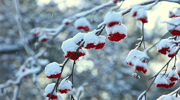 Snowy Ashberry