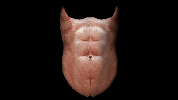 Abdominus and Obliquus Muscles of Human Body