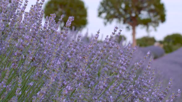 Purple Lavenders