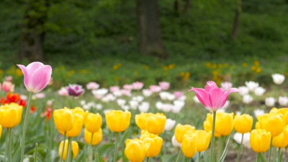 Multiple Colored Tulips In a Garden Blowing In The Wind