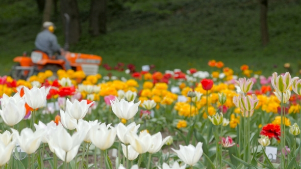 Field Of Tulips With Tractor In The Background.