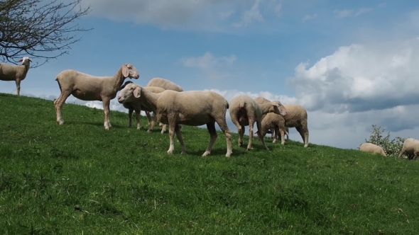 Flock Of Sheep Grazing On The Green Meadows. On The Horizon Are Visible Blue Sky With White Clouds