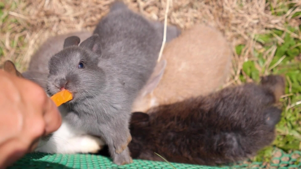 Feeding Baby Rabbits From Hand In Farm In Sunny Summer Day