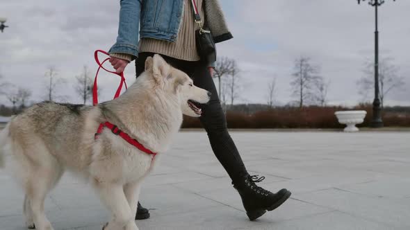 Woman Walk Out Her Pet Dog in the City. Big White Husky Dog on Red Leash in Slow Motion. Owner Walk