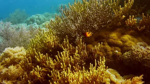 Soft and Hard Corals on Kri Island Raja Ampat Indonesia