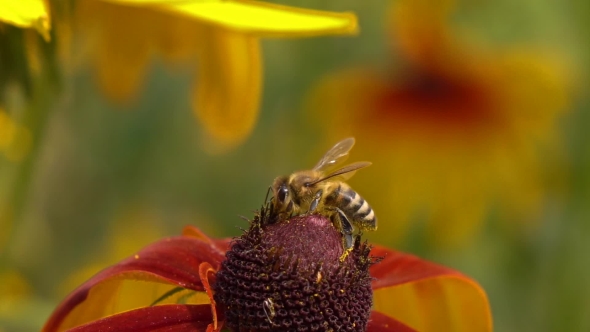 Bee Crawling On Rudbeckia Flower And Flying Away