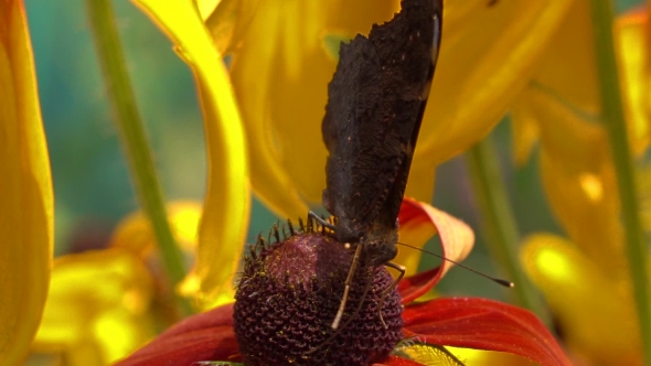 Peacock Butterfly Crawling On Yellow Coneflower And Flying Away, Super .  Video