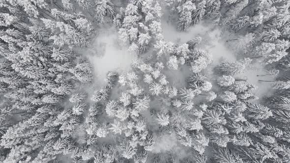 Snow Covered Forest in the Afternoon with Fog Shot on the Throne at Christmas