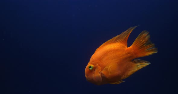 Midas Cichlid, amphilophus citrinellus, Fish swimming in a Freshwater Aquarium, Slow Motion 4K