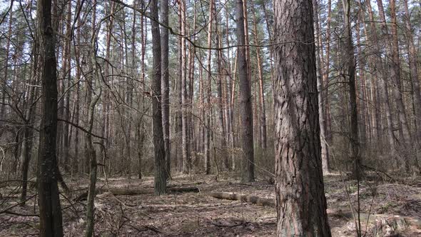 Forest Landscape Aerial View Slow Motion