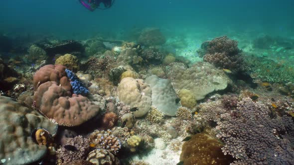 The Underwater World of a Coral Reef