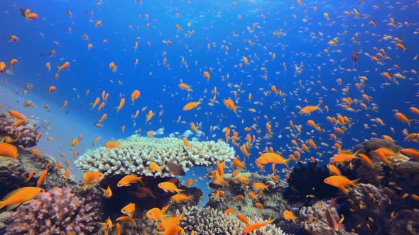 Blue Sea Water Colourful Fish