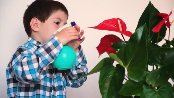 A 4Yearold Boy Cares for the Anthurium Houseplant Drinks Water with Fertilizer From a Spray Gun